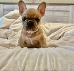 French Bulldog Puppies