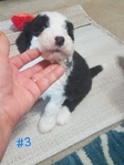 Sheepadoodle Puppies