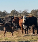 Christmas Replacement Sale: