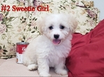 Maltipoo Mix Puppies