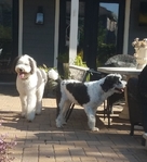 Sheepadoodle Puppies