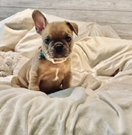 French Bulldog Puppies