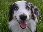 Gorgeous blue eyed Australian Sheppard