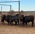 Christmas Replacement Sale: