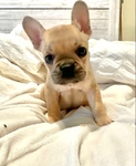 French Bulldog Puppies