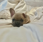 French Bulldog Puppies