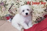 Maltipoo Mix Puppies