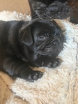 Pug puppy