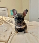 French Bulldog Puppies