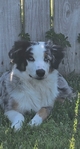 Gorgeous blue eyed Australian Sheppard