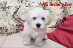 Maltipoo Mix Puppies