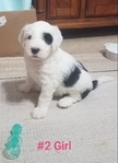 Sheepadoodle Puppies