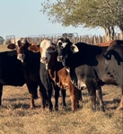 Christmas Replacement Sale: