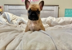 French Bulldog Puppies