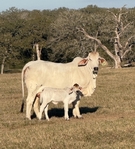 Christmas Replacement Sale: