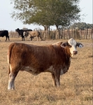 Christmas Replacement Sale: